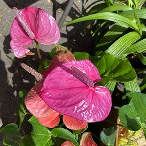 Meet your Posher, Debra